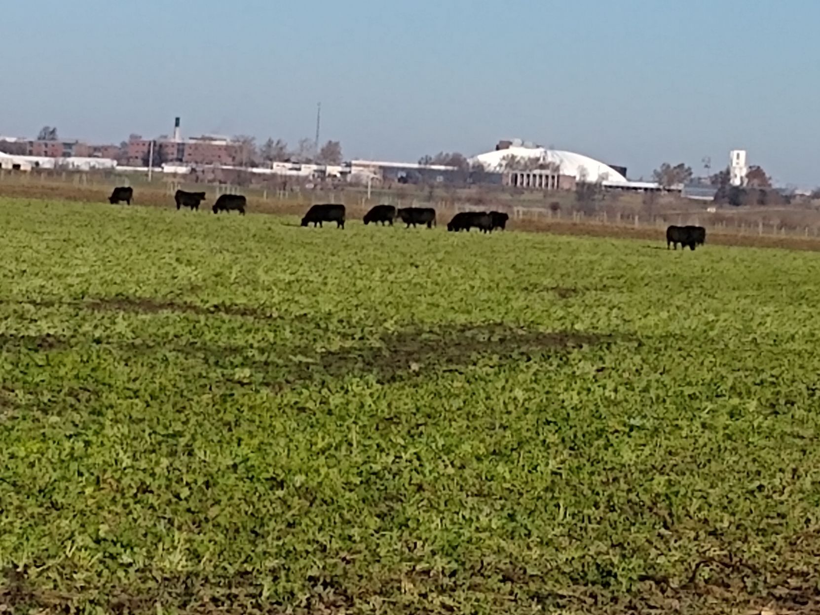 Cows